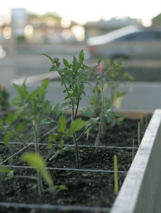 Heirloom Tomatoes