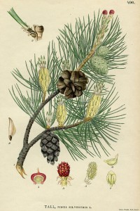 Pinus Sylvestris Illustration